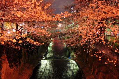 目黒川　夜桜見物　　池尻大橋近辺にて