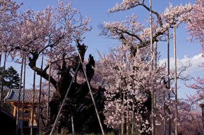 樹齢2000年の山高神代桜