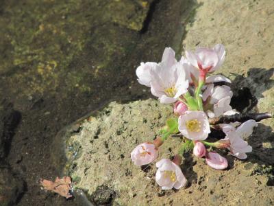 桜の季節の智光山公園（2）５～６分咲きでちょっと惜しかったソメイヨシノ