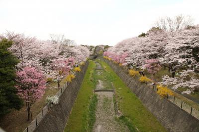 昭和記念公園　桜満開！春満喫！の旅