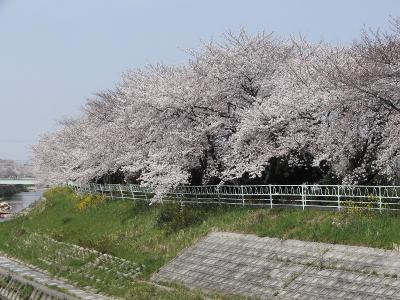 香流川の桜2010