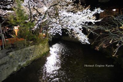 祇園白川の宵桜ライトアップ
