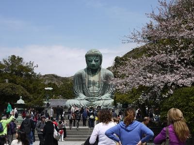 2010年桜めぐり～鎌倉編～