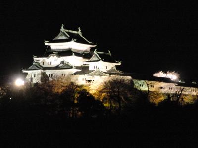 和歌山城の夜桜