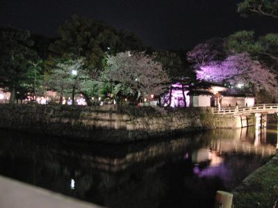 和歌山城の夜桜