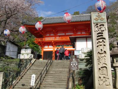 紀三井寺の桜