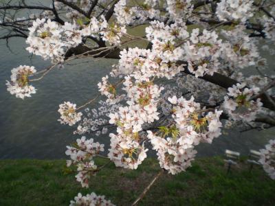 さくら・・・さくら・・・sakura