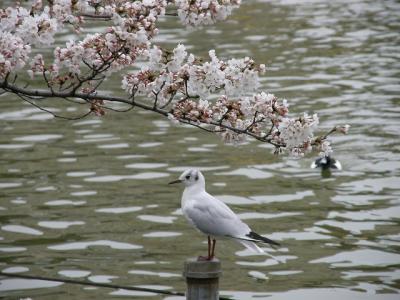 上野界隈ミステリー散策・・・④不忍池と桜