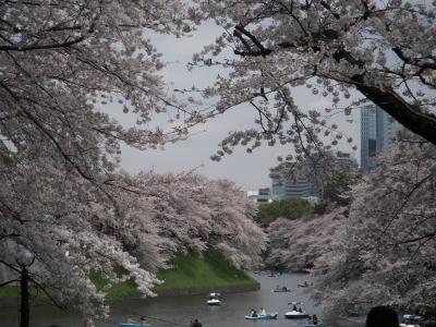 ☆　安くてリッチな東京桜散歩　千鳥が淵から皇居をぐるっと　☆