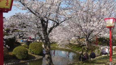 桜100選佐賀編（小城公園）