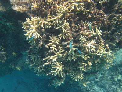 黒島港沖のサンゴ　砂地とサンゴのコントラスト　奇跡の6日間(爆)　八重山　黒島・パナリ旅行記　第4日10