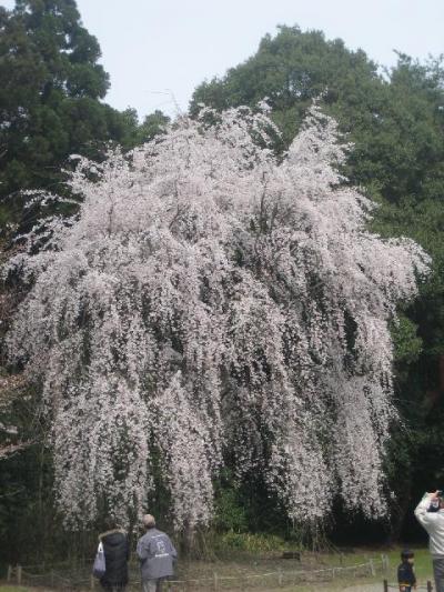 秀吉公が愛でた桜。『醍醐寺』