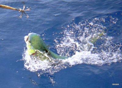 久米島パヤオの大物釣り