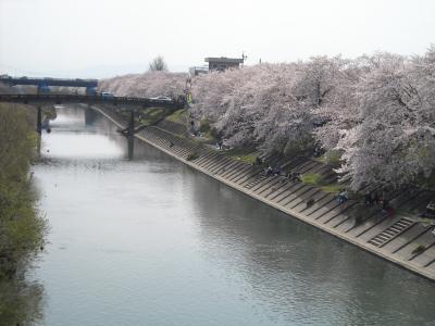 ２０１０年の桜その７～墨俣堤～