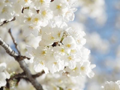 のんびりお花見～夢前川に咲く桜たち～２０１０年