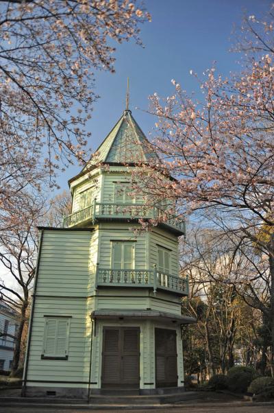 MTBでウロウロ…芝川へ =⑥広見公園の桜=