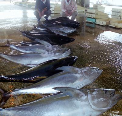 ２日で５００Kg !　沖縄久米島パヤオのキハダマグロ釣り