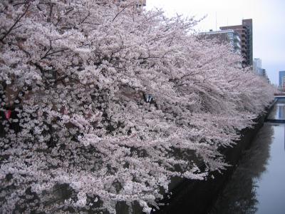 目黒川の桜並木