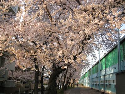 桜の道