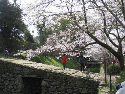 福岡県朝倉市秋月の桜とバングラデシュのカレー