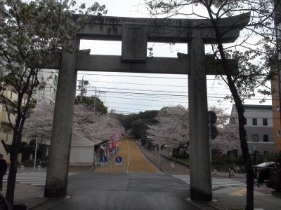 桜100選福岡編（西公園）