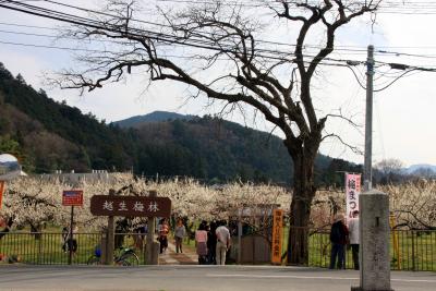 2010年 越生梅林 梅まつり