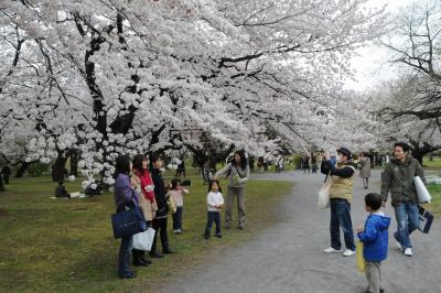 桜満開の小石川植物園