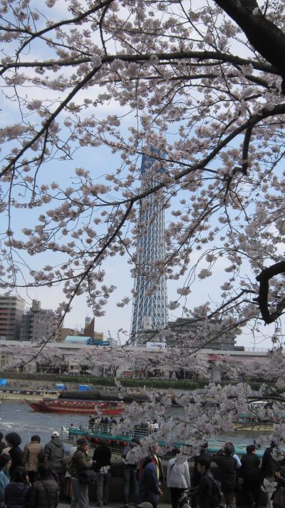 隅田川の桜　２０１０ 