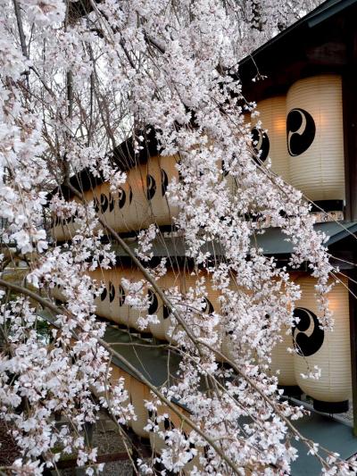 桜（2010）　京都桜旅 ① 山科から祇園へ