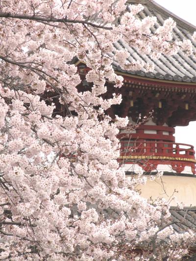桜の季節の川越・喜多院に初めて訪れる