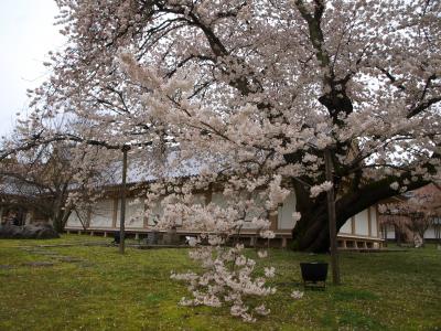 醍醐寺の桜