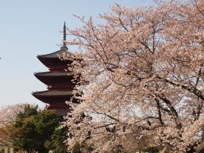 仏塔探訪　～2010桜の池上本門寺・五重塔～