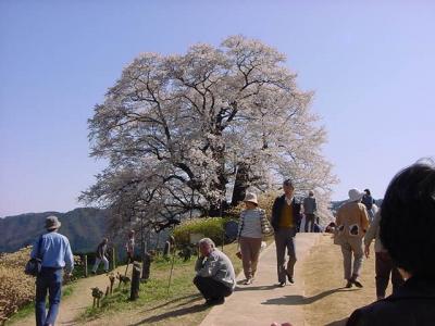 醍醐桜・・・・岡山県