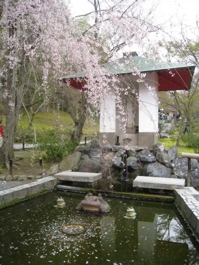2010年京都・奈良桜巡り（天龍寺）