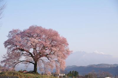 山梨一本桜ツアー