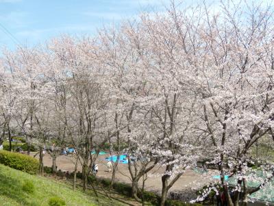 お花見2010☆近所の上岩崎公園にて☆