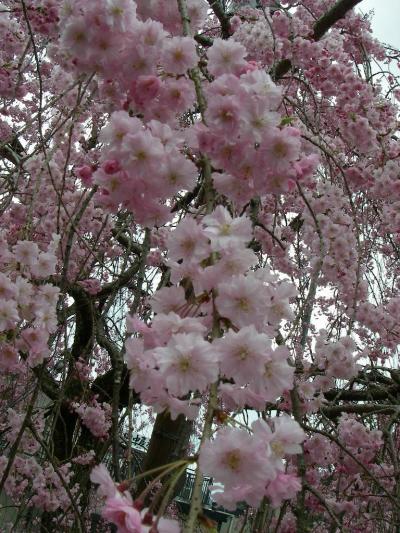 身延山しだれ桜