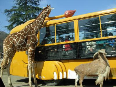 「　群馬　サファリ・パーク　」　で、　車　から、　動物達　を　生態　観察。　（　「碓氷峠　鉄道　文化　むら　」　で、　トロッコ　列車！　に　乗る　）