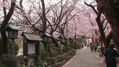 安行桜と真言宗蜜蔵院