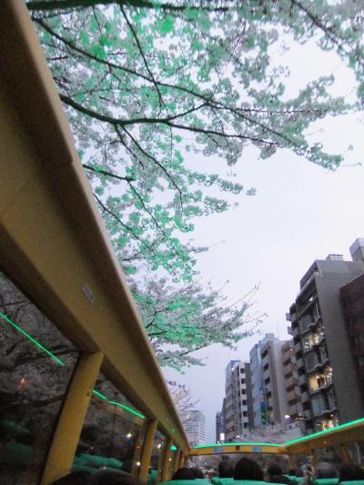 東京の桜　オープンバスで桜のトンネルをＧＯ！