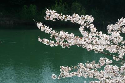 2010春、桜満開の桜渕公園(1/3)：新城(しんしろ)駅、桜渕公園、ソメイヨシノ