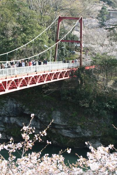 2010春、桜満開の桜渕公園(3/3)：桜渕公園、ソメイヨシノ、山桜、ハナズオウ、笠岩橋