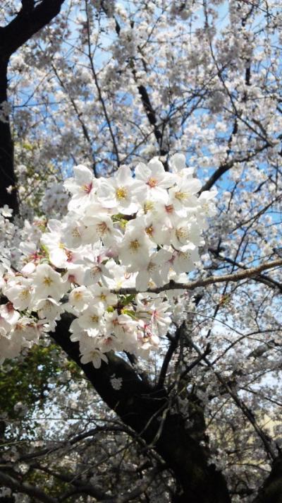 大阪城でお花見