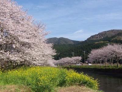 ２０１０　満開の桜でお花見温泉（お宿・食事編）