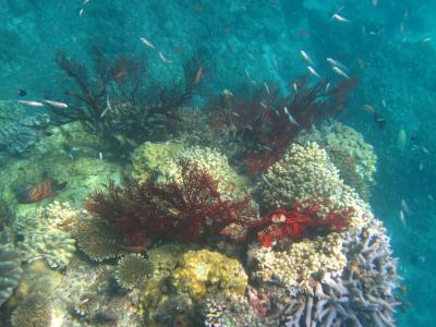 パナリ沖ダイビングポイント竜宮の根　奇跡の6日間(爆)　八重山　黒島・パナリ旅行記　第4日14