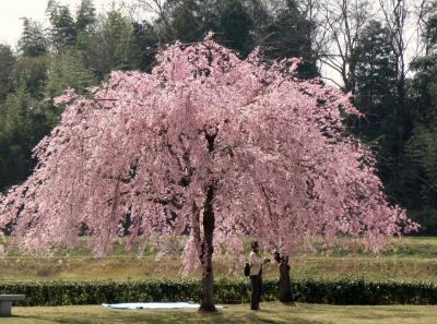 春爛漫！千鳥川桜堤公園のベニヤエシダレザクラ