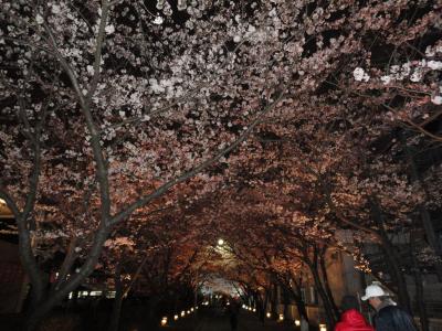 ♪夜桜見学♪