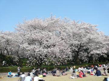 2010年東京の桜～新宿御苑