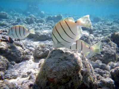 オアフ島 ハナウマ湾でシュノーケリング