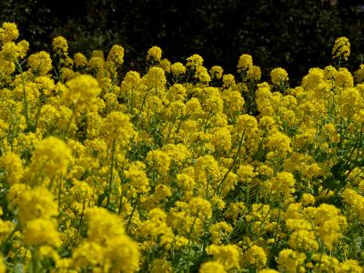 富士山への道?*・゜・*一人、三浦半島最高峰の大楠山に挑む*・゜・*